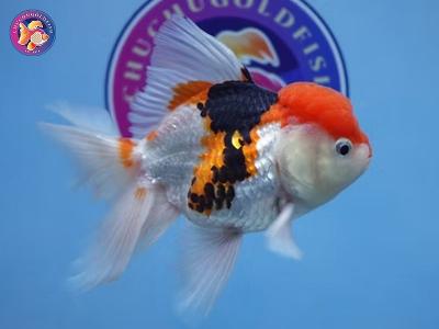 Fish Store in Austin